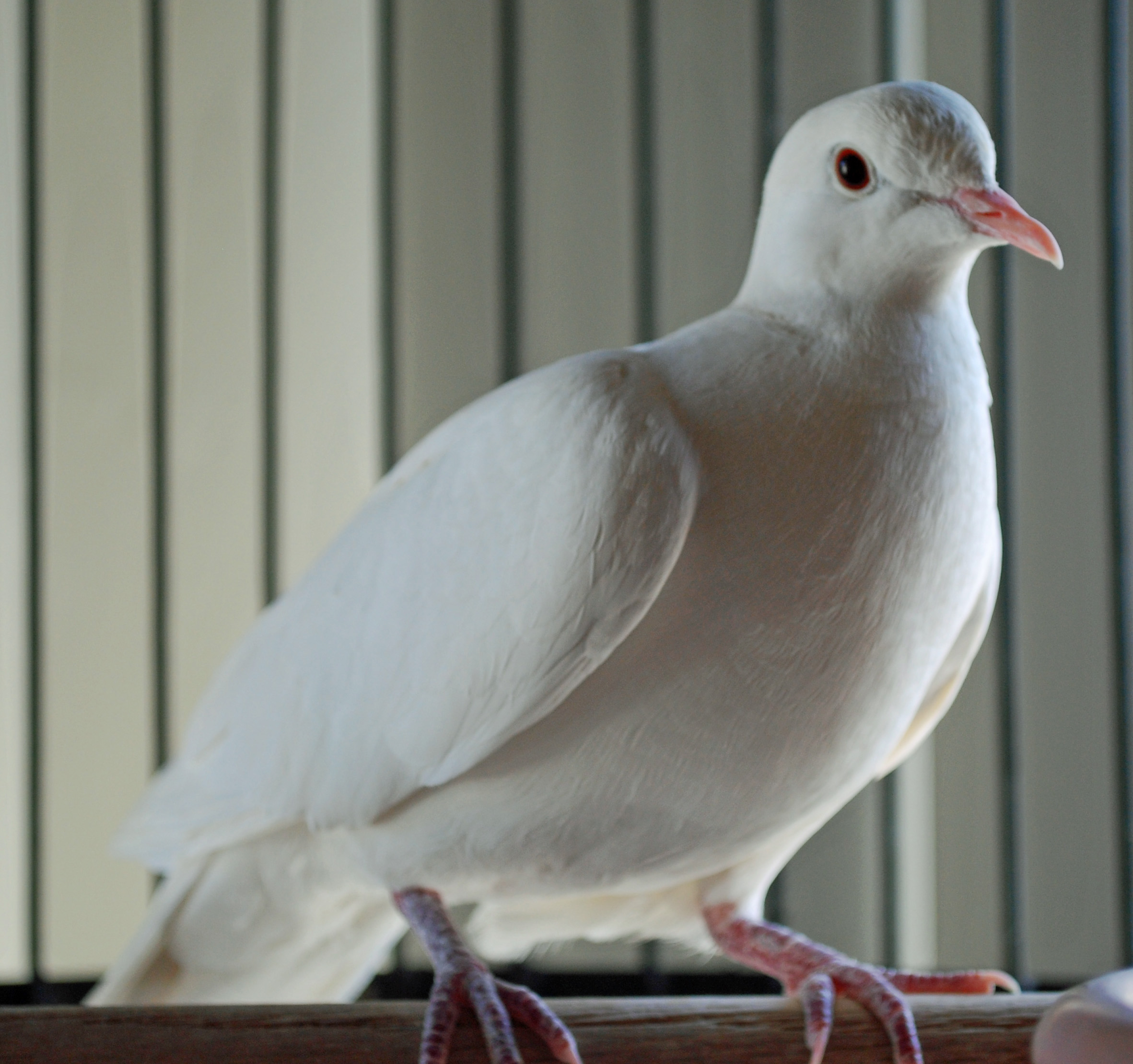 pets-dove